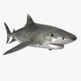 Tiger Shark